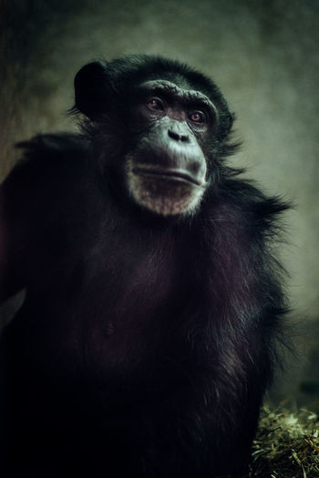 Close-up of chimpanzee