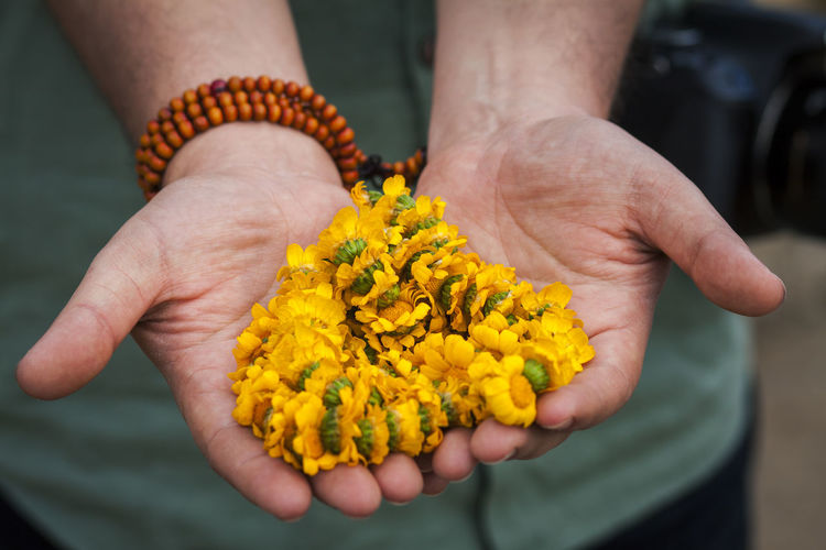 Close-up of human hand holding yellow flower
