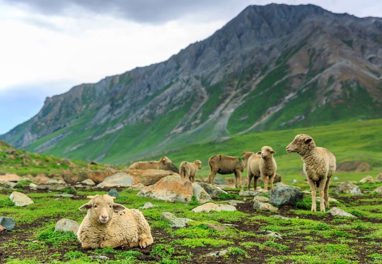 View of sheep on landscape