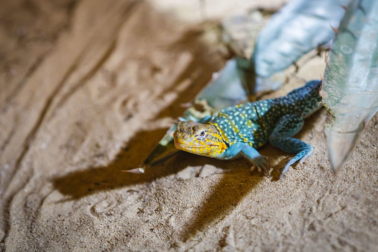 A large lizard monitor lizard crawls on a log