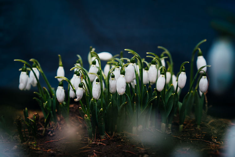 Close-up of white flowering snowdrop plants