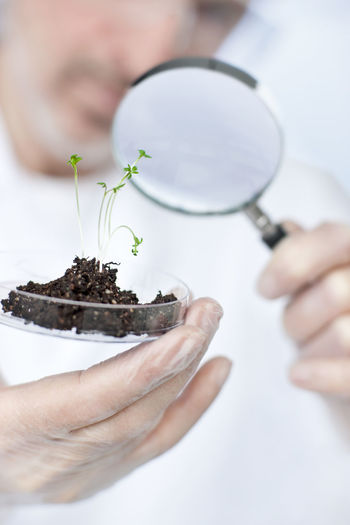 Scientist looking at seedlings through magnifying glass