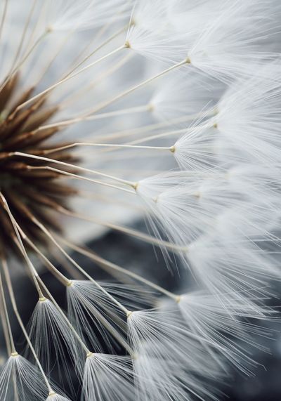 Extreme close-up of dandelion flower