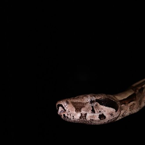 Close-up of an animal over black background