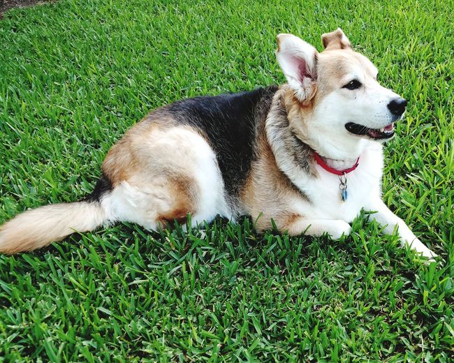 Dog lying on grass