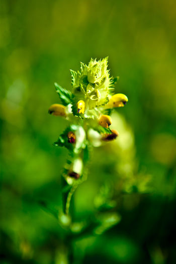 Close-up of yellow flowering plant