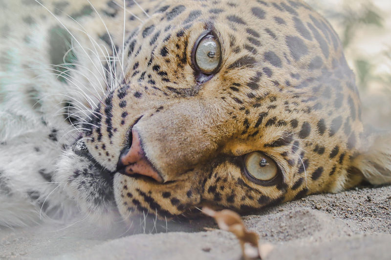 Close-up portrait of a cat tiger leopard