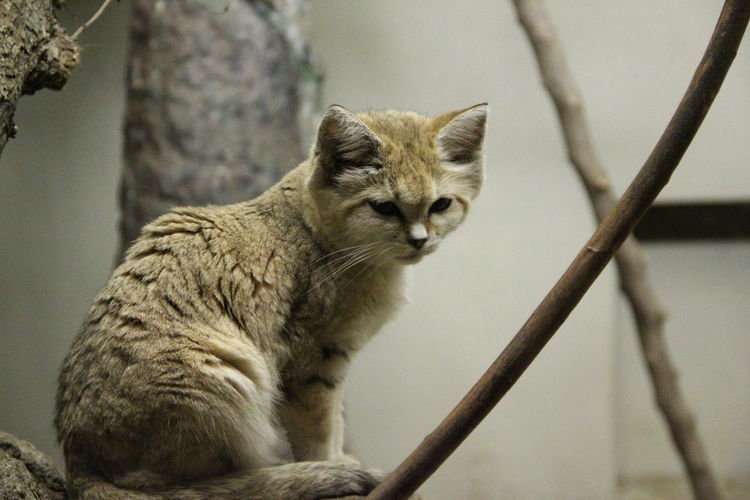 Low angle view of sand cat on tree at zoo