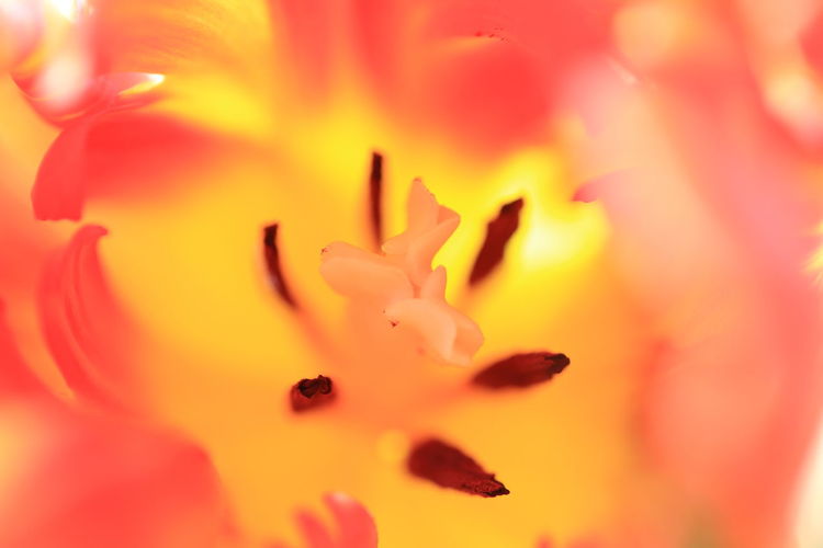 Full frame shot of fresh flower