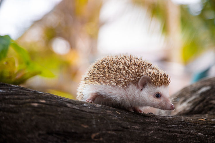 Close-up of hedgehog on wood