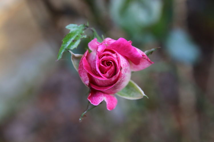 Close-up of pink rose blooming outdoors