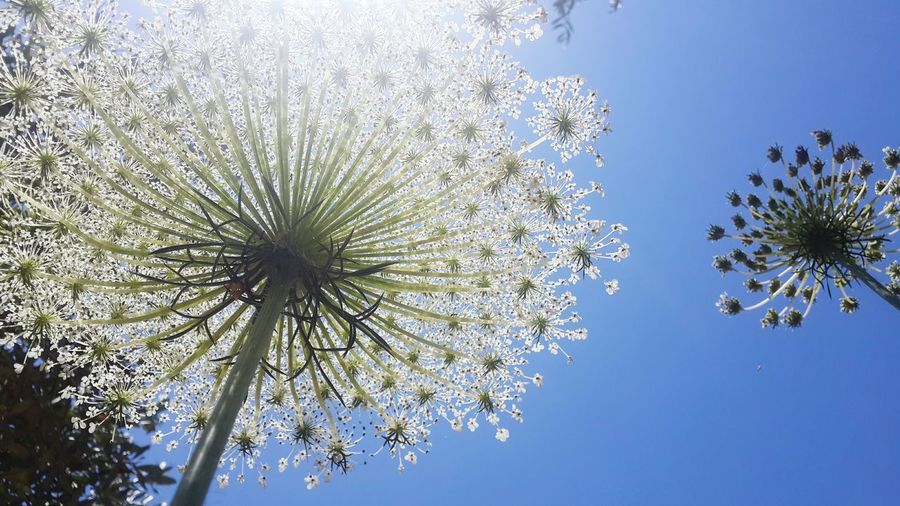 Low angle view of dandelions against clear sky