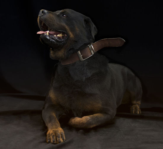 Dog looking away