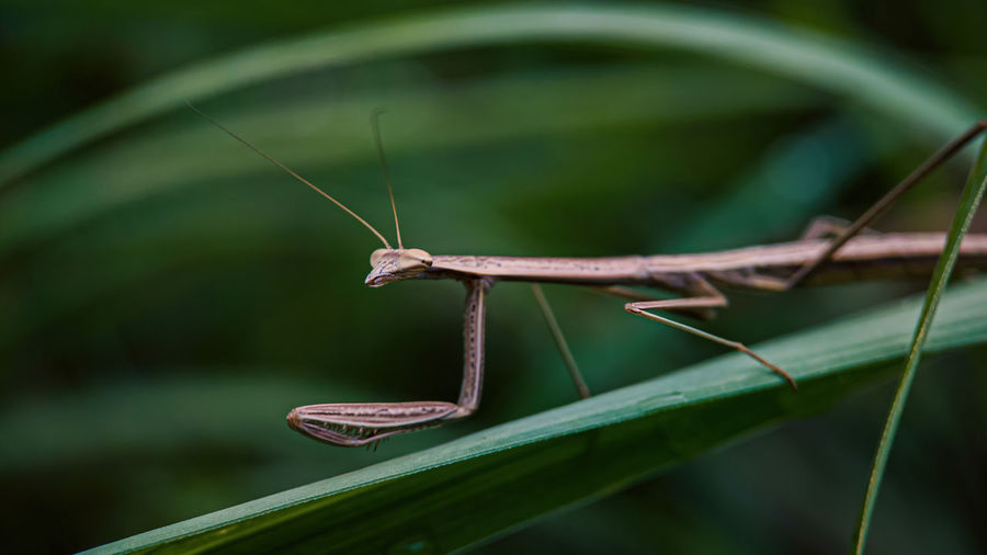 A mantis perched on the reeds on a cold morning