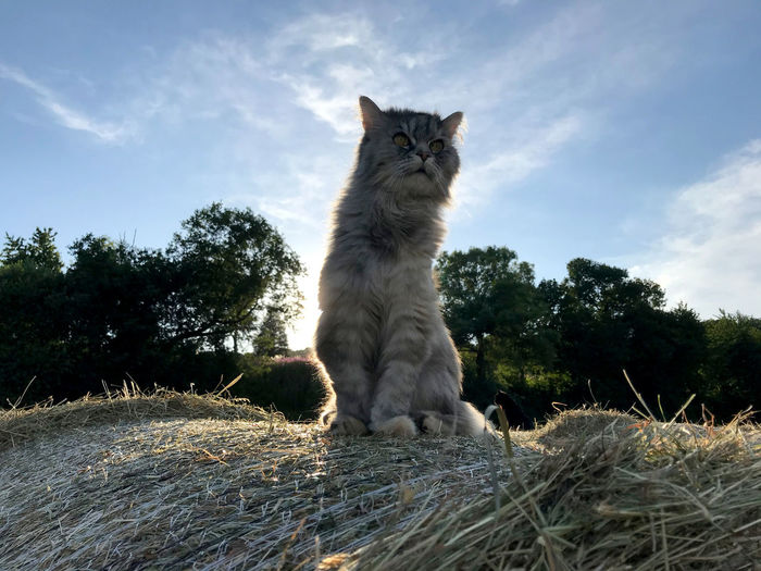 Low angle view of cat sitting against sky