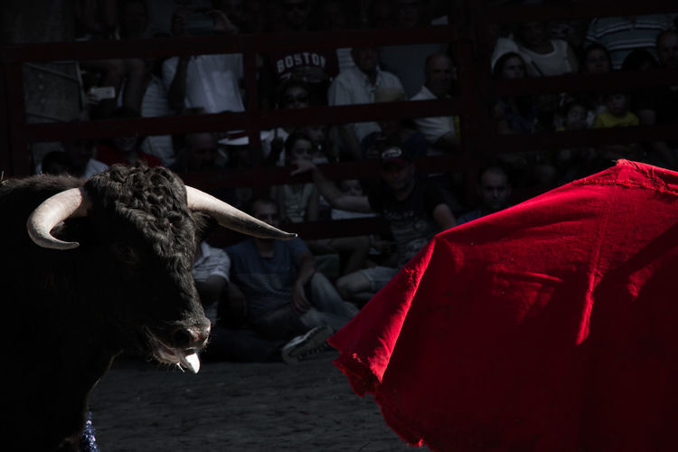 Bull in ring