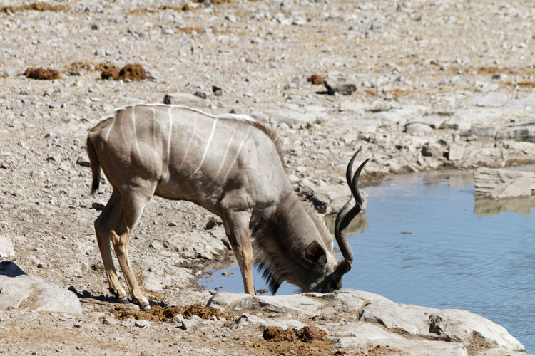 Side view of kudu drinking water