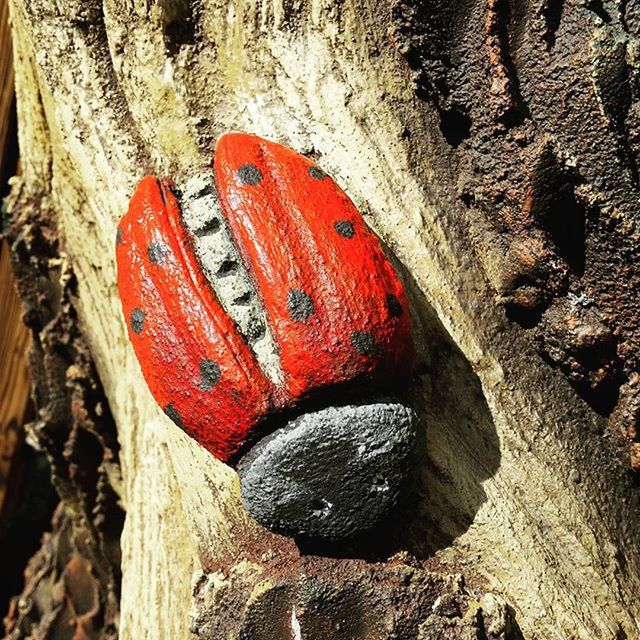red, rock - object, nature, textured, tree trunk, high angle view, close-up, water, day, outdoors, rock, tree, tranquility, beauty in nature, wood - material, no people, rock formation, sunlight, orange color, beach