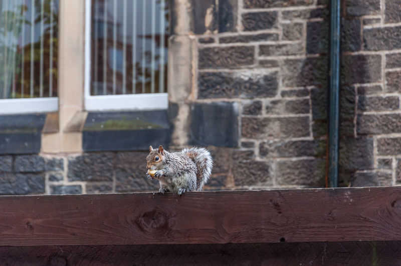 Close up of gray squirrel on a fence eating a peanut, scotland