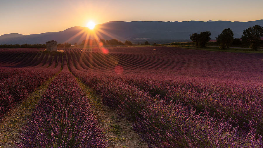 Scenic view of field against sky during sunset