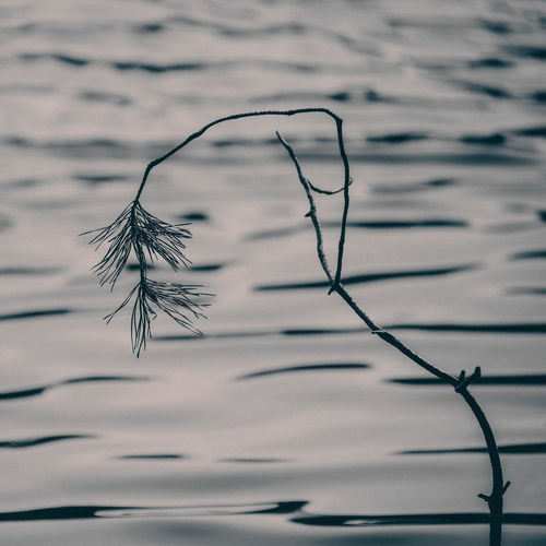 Close-up of silhouette twig against lake