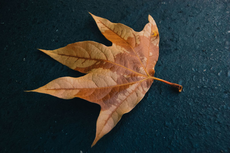 Close-up of dry maple leaf on sidewalk