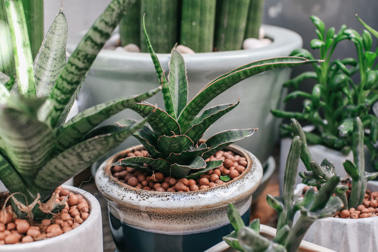 Close-up of potted plants for sale at shop