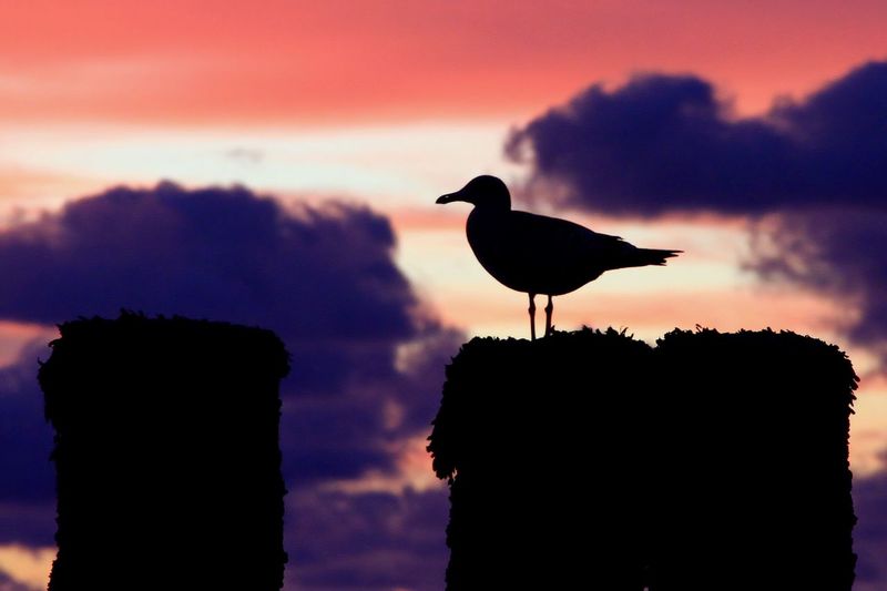 Silhouette seagull perching on wooden post against sky