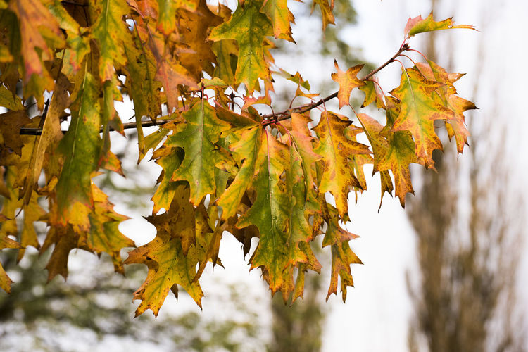 Close-up of maple leaves during autumn