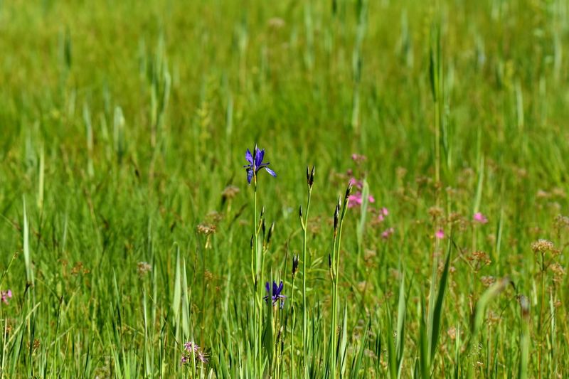 Purple flowering plant on field