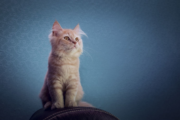 Portrait of cat sitting