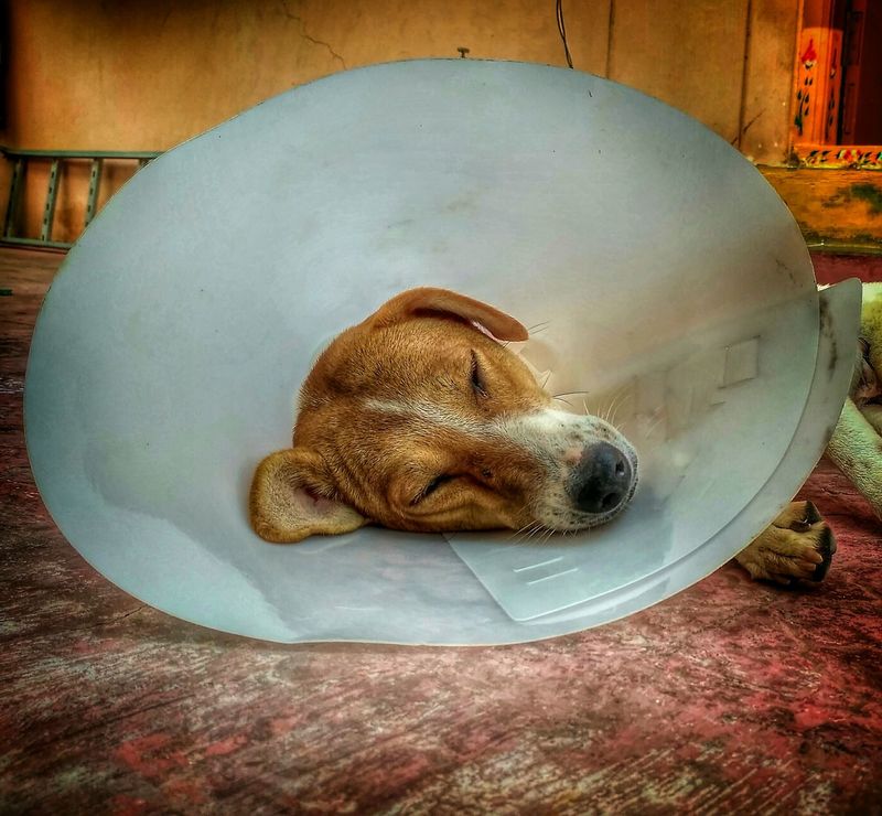 can dogs sleep with cone collar