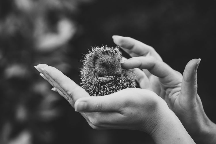 A woman hand holding a little hedgehog