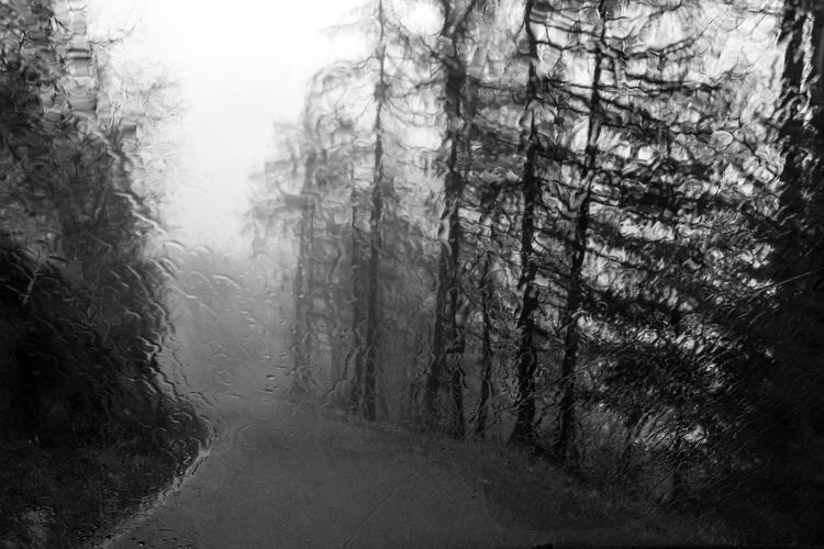 Dirt road amidst trees in forest