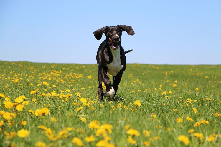 Dog running on field against clear blue sky