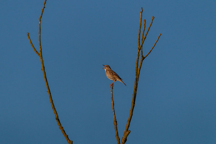 bird