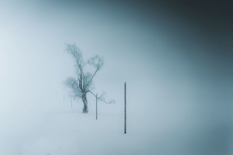 Bare tree on snow covered field during winter