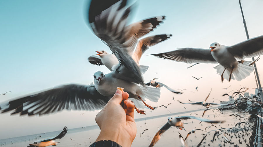 Hand feeding seagull