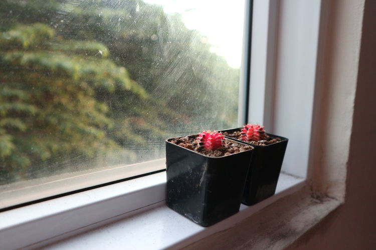 Close-up of potted plant on window sill, cactus