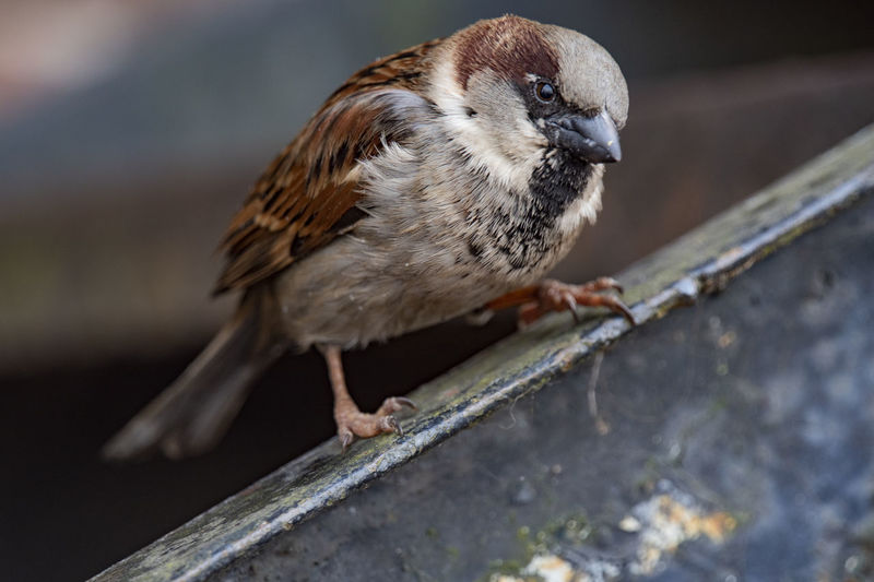 Close-up of a house sparrow looking over at the camera as it sits on a rail