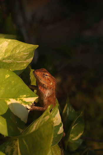 Close-up of a lizard on leaves