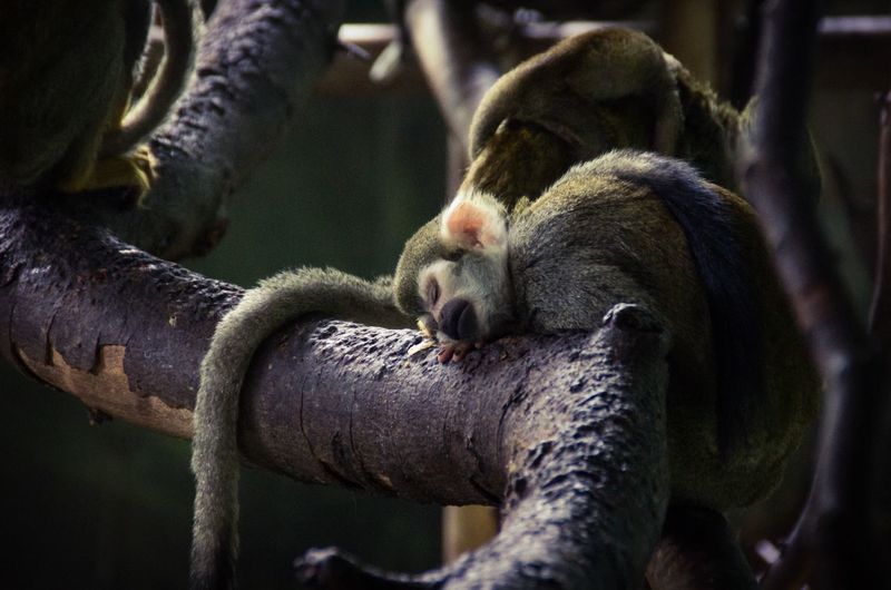 Squirrel monkeys sleeping on branch