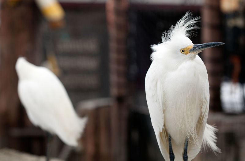Close-up of snowy egret
