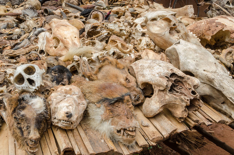 Close-up of dead animals and animal parts at traditional voodoo fetish market in benin, africa