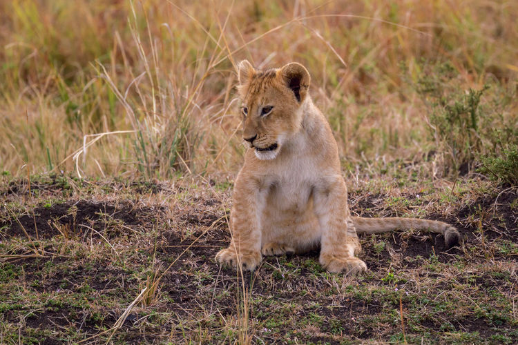 Lion cub relaxing on field