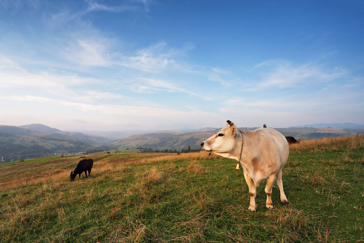 Cows grazing on hill