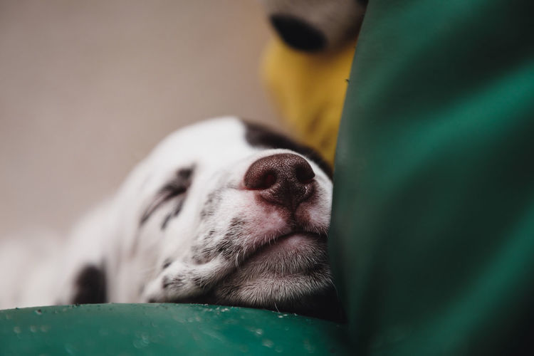 Close up of an adorable and cute little dalmatian puppy dog sleeping