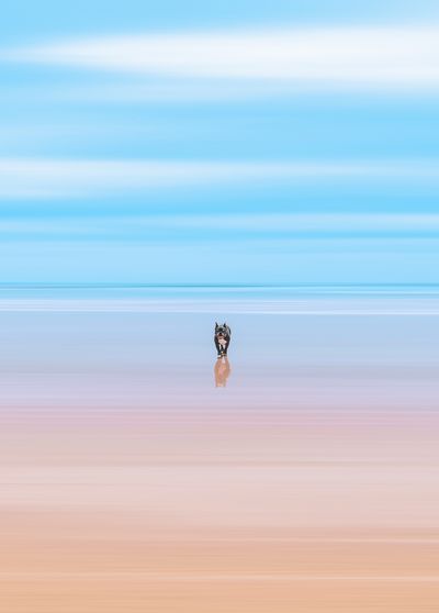View of dog in sea