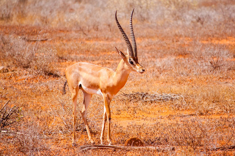 Gazelle standing on field at tsavo east national park