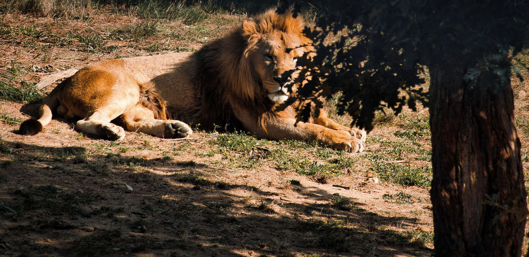 Lioness sitting on field